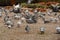 Autumn street full of many grey pigeons