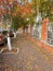 Autumn street with mountain ash