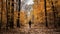 Autumn Stroll: A Serene Journey Through Nature\\\'s Palette