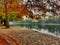 Autumn stroll under the red oak