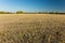 Autumn stubble in the field, trees on the horizon