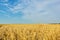 Autumn stubble field after wheat harvesting, close up