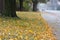Autumn suburban street covered in leaves