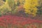Autumn Sumac Meadow