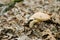 Autumn or summer mushroom boletus grows from under fallen leaves in the forest