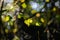 Autumn Sun Reflecting Off The Remaining Leaf On A Branches, Fall Foliage Scenery In The Pacific Northwest Forest, WA, USA