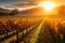 autumn sun sets over vineyard, with rows of grapevines in the foreground