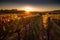 autumn sun sets over vineyard, with rows of grapevines in the foreground