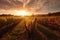 autumn sun sets over vineyard, with rows of grapevines in the foreground