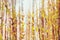 Autumn sun shining through birch grove - blurry autumnal bokeh background