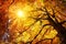 Autumn sun shining through a majestic beech tree