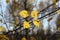 Autumn sun, shining through the yellow leaves. Branch of birch with yellow leaves lit up by the bright morning sun