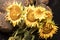 Autumn sunflower on a black background, together with sunflower seeds. Autumn flower on a black background. Withering flower.