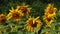 Autumn sunflowers under the rays of the sun