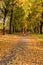 Autumn sunlay in the leaves on which the girl goes