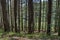 Autumn sunlit forest pine-trees with ecological path