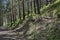 Autumn sunlit forest pine-trees with ecological path, Vitosha mountain