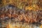 Autumn sunlit plants on the edge of a pond