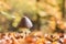 Autumn sunny background with magpie mushroom in the forest