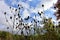 Autumn on sunny day , dried bunch of thistle.