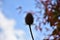 Autumn on sunny day , dried bunch of thistle.