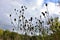 Autumn on sunny day , dried bunch of thistle.