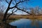 Autumn sunny day on a lake with reeds.A bare tree with sprawling branches meets autumn on the shore of the lake and observes small