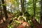 Autumn sunny day in mountain Carpathian forest