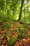 Autumn sunny day in mountain Carpathian forest