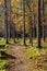 autumn in sunny day in park with distinct tree trunks and tourist trails