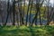 autumn in sunny day in park with distinct tree trunks and tourist trails