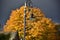 Autumn on sunny day ,park , lamppost , roof top , heavy clouds.