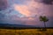 Autumn sunset landscape photography / Small tree isolated on a golden high plain in foreground with amazing orange purple cloudy s