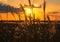 Autumn sunset with silver grass silhouette