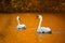 Autumn swans at the river