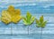 Autumn sycamore leaves, blue wood background.