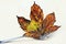 Autumn on the table. A fork holds an autumn leaf