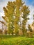 Autumn. Tall aspens in golden leafy fringe