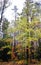 Autumn: Tall oaks in the Puszcza Romincka, Poland