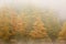 Autumn Tamaracks in Fog