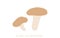 Autumn taste, simple mushroom illustration Shiitake.