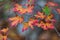 Autumn in Texas - maple leaves