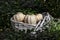 Autumn theme. Selective focus on decorative white pumpkins in a sunlit white wicker basket surrounded by blurred fresh green