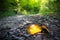 Autumn time: Beautiful colorful leaf lying on the floor, fall concept with copy space