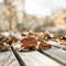 Autumn time: Beautiful colorful leaf lying on a park bank, fall concept with copy space