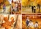 Autumn time collage