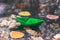 Autumn time. Paper boat and fallen dry leaves on the water surface. Beautiful nature background. Goodbye autumn.