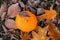 Autumn time. pumpkin in autumn leaves in hoarfrost on brown autumn leaves background.First frosts.White frost on brown