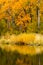 Autumn at Tims Pond in Washington state