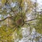 Autumn tiny planet transformation of spherical panorama 360 degrees. Spherical abstract aerial view in forest with clumsy branches